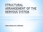 Structural arrangement of the nervous sytem. Blood-brain