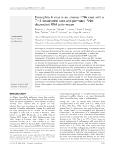 Drosophila A virus is an unusual RNA virus with a