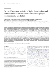 Enriched Expression of GluD1 in Higher Brain Regions and Its