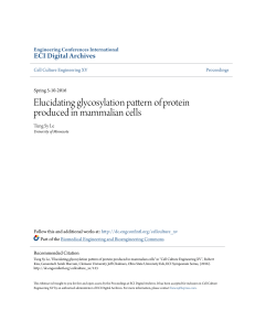 Elucidating glycosylation pattern of protein produced in mammalian