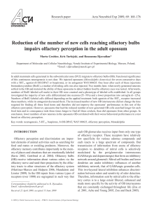 Reduction of the number of new cells reaching olfactory bulbs