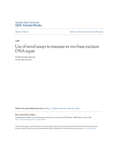 Use of novel assays to measure in vivo base excision DNA repair