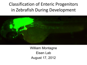 Classification of Enteric Progenitors in Zebrafish During Development