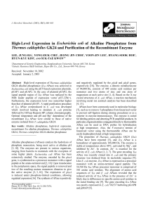 High-Level Expression in Escherichia coli of Alkaline Phosphatase