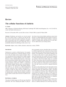 Review The cellular functions of clathrin