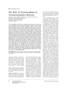 The Role of Neurotrophins in Neurotransmitter Release