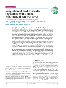 Integration of cardiovascular regulation by the blood/endothelium