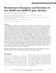 Evolutionary divergence and functions of the ADAM and ADAMTS