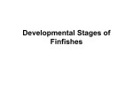 Developmental Stages of Finfishes