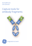 Capture tools for antibody fragments - Protein Research