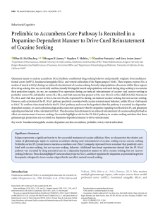 Prelimbic to Accumbens Core Pathway Is Recruited in a Dopamine