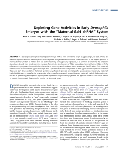 Depleting Gene Activities in Early Drosophila Embryos