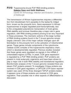 P310 Trypanosoma brucei PUF RNA binding proteins Katelyn Fenn