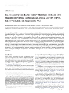 Pea3 Transcription Factor Family Members Etv4 and Etv5 Mediate