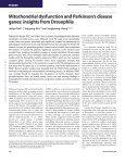 Mitochondrial dysfunction and Parkinson`s disease genes: insights