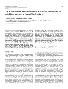 Apical-basal patterning in Arabidopsis - Development