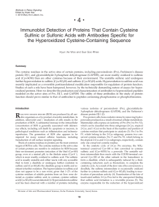 Immunoblot Detection of Proteins That Contain Cysteine