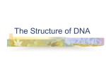 DNA Structure - hrsbstaff.ednet.ns.ca