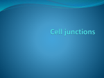 Cell junctions