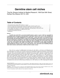 Germline stem cell niches