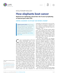 How elephants beat cancer