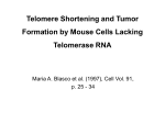 Telomere Shortening and Tumor Formation by Mouse Cells Lacking