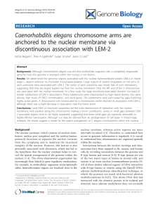 Caenorhabditis elegans chromosome arms are anchored to the