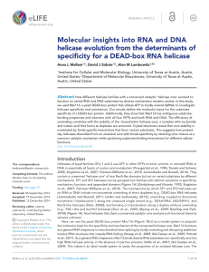 Molecular insights into RNA and DNA helicase evolution from the