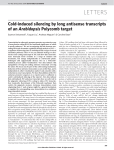 Cold-induced silencing by long antisense transcripts of an