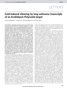 Cold-induced silencing by long antisense transcripts of an