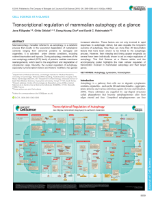 Transcriptional regulation of mammalian autophagy at a glance