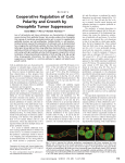 Cooperative Regulation of Cell Polarity and Growth by Drosophila
