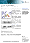 T7-O-me-RNA-Polymerase