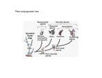 Plant phylogenetic tree