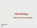 Neurobiology