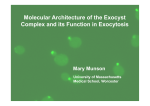 Molecular Architecture of the Exocyst Complex and its