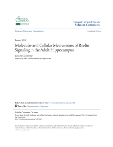 Molecular and Cellular Mechanisms of Reelin Signaling in the Adult