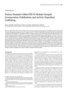 Distinct Domains within PSD-95 Mediate Synaptic Incorporation