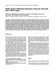 Alfalfa Cyclins: Differential Expression during the Cell