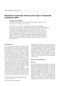 Replication of plasmids with the p15A origin in Shewanella