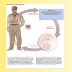 To maintain homeostasis, cells must work together in a co