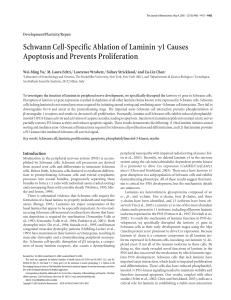 Schwann Cell-Specific Ablation of Laminin 1 Causes Apoptosis and