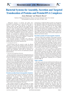 Bacterial Systems for Assembly, Secretion and Targeted