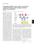 Connecting oxidative stress, auxin, and cell cycle regulation through