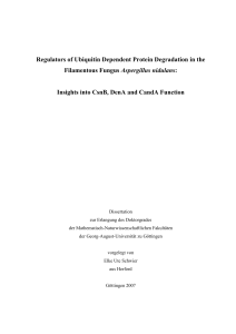 Regulators of Ubiquitin Dependent Protein Degradation in the