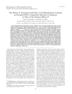 The RNase P Associated with HeLa Cell Mitochondria Contains an