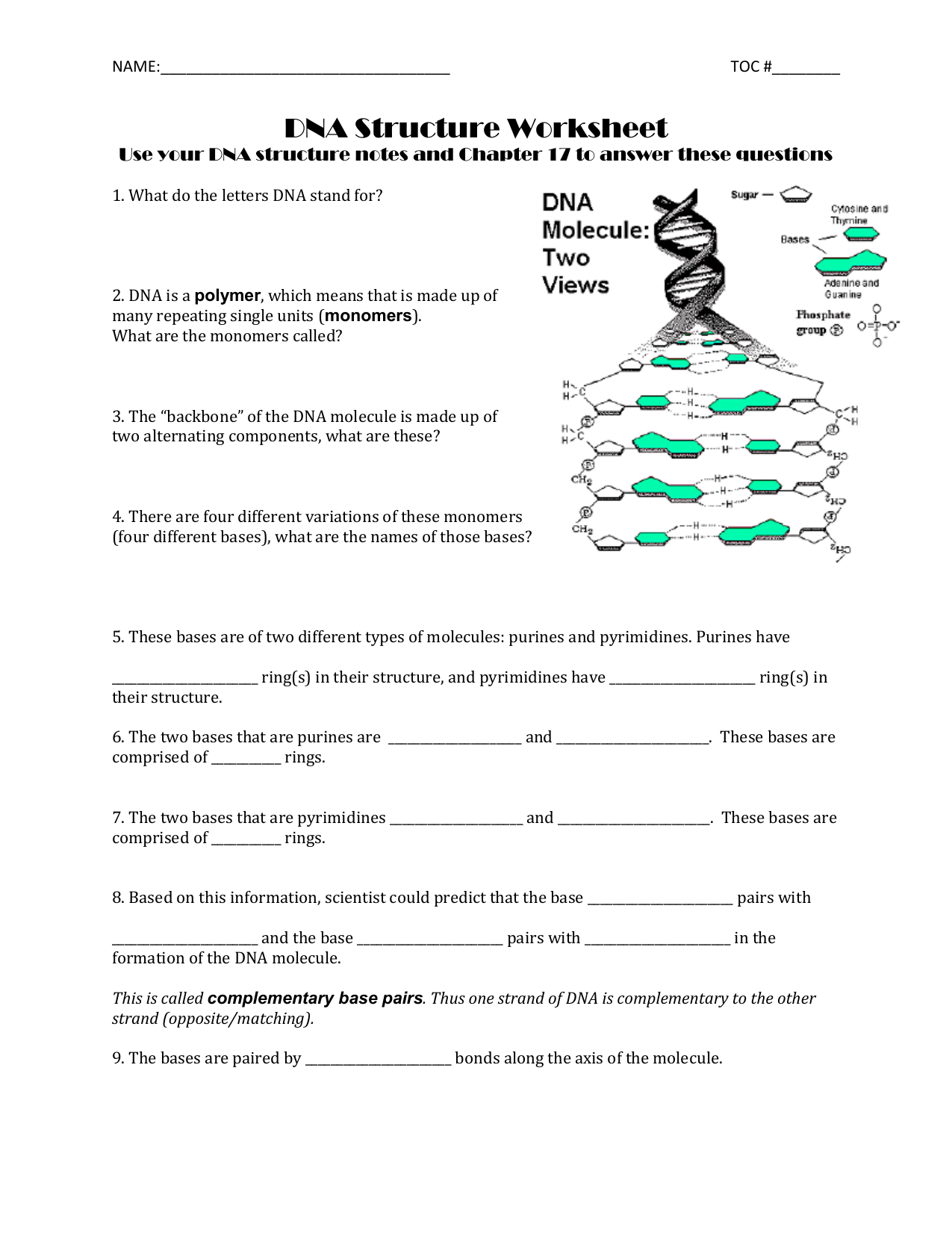 DNA Structure Worksheet Throughout Nucleic Acids Worksheet Answers