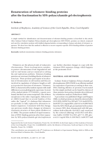 Renaturation of telomere-binding proteins after the fractionation by