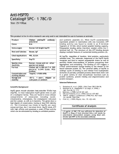 Anti-HSP70 Catalog# SPC- 1 78C/D Size: 25/100µg This product is