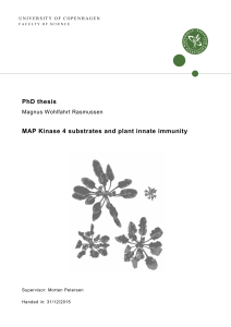 PhD thesis MAP Kinase 4 substrates and plant innate immunity